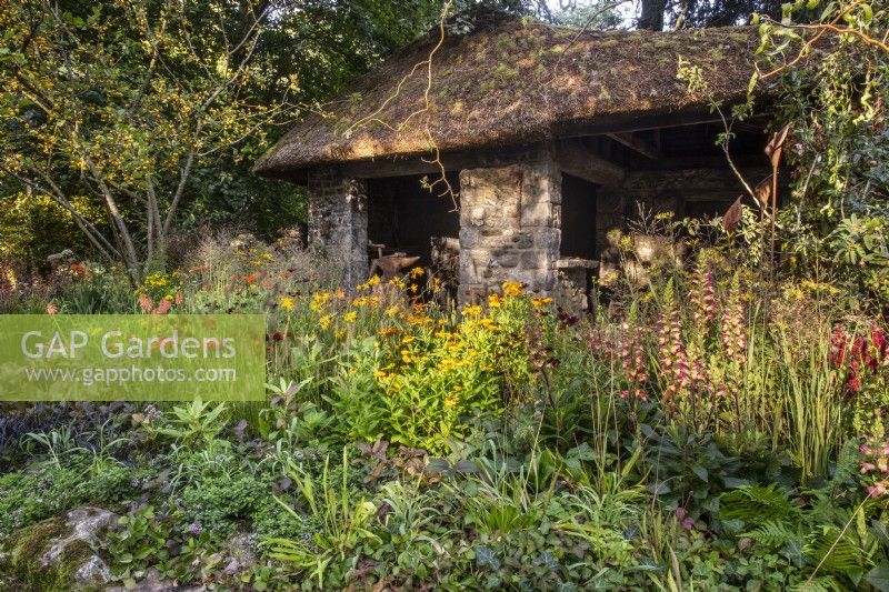 Old stone forge building with thatched roof - Malus crab apple mixed planting perennial border with Digitalis, Crocosmia, Echinacea, Kniphofia and Helenium 