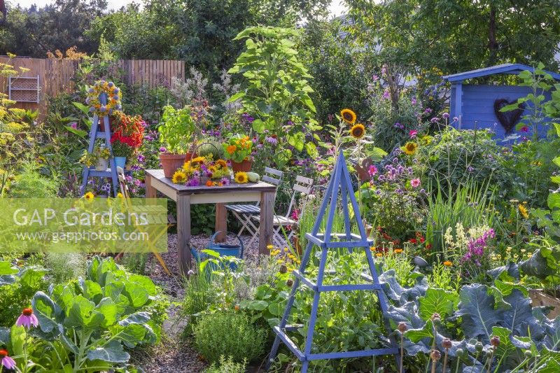 Kitchen garden in July full of vegetables, herbs and flowers. Harvested edible and medicinal flower on the table including sunflowers, coneflowers, bergamot and fennel.