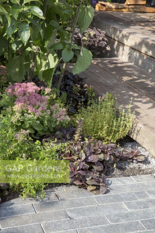 Clay brick paving - wooden timber steps - planting in the border of Sedum spectabile 'Brilliant' and Ajuga reptans