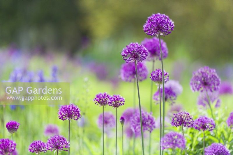 Closeup of Alliums in a border. Late May.