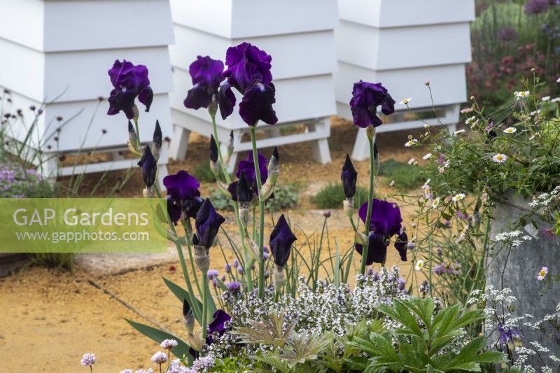 Iris germanica 'Draco' growing in a border next to bee hives
