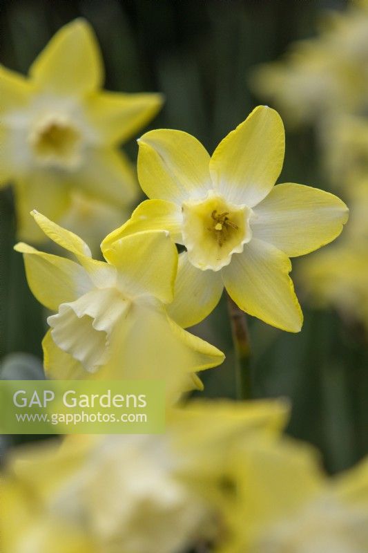 Narcissus 'Pipit' - daffodil - May