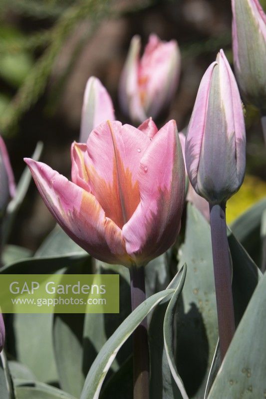 Tulipa 'Pretty Princess' - tulip - May