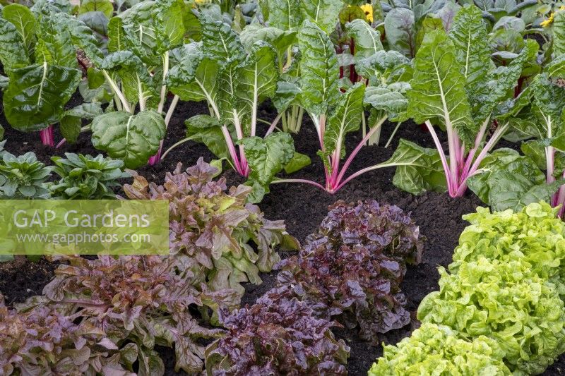 Lactuca sativa - Lettuces growing in rows - from left to right 'Oakleaf Smile', Oakleaf 'Namara', and 'Red Salad Bowl' with Beta vulgaris - Leaf Beet 'Peppermint' Swiss Chard at the back