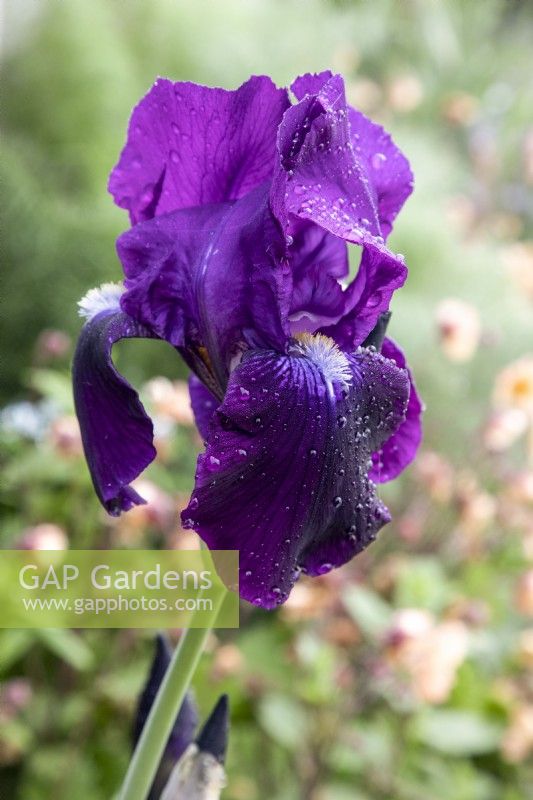 Iris germanica 'Draco'