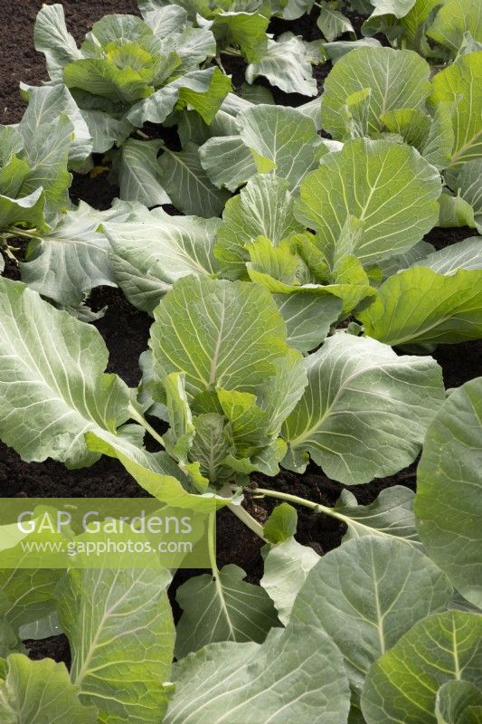 Brassica 'Cabbice' F1 growing in rows 