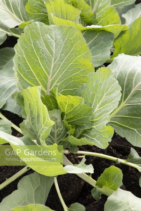 Brassica 'Cabbice' F1 - cabbage 
