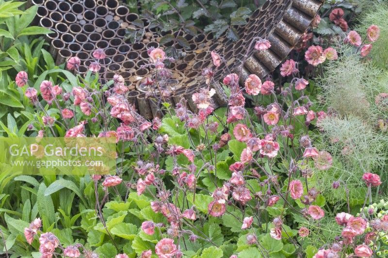 Geum 'Pink Petticoats' growing in front of a rusty garden sculpture made from reclaimed, recycled materials with spaces made for an insect hotel
