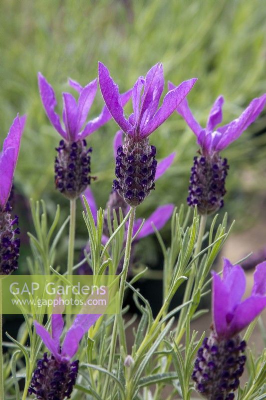 Lavandula stoechas 'Victory' - French lavender