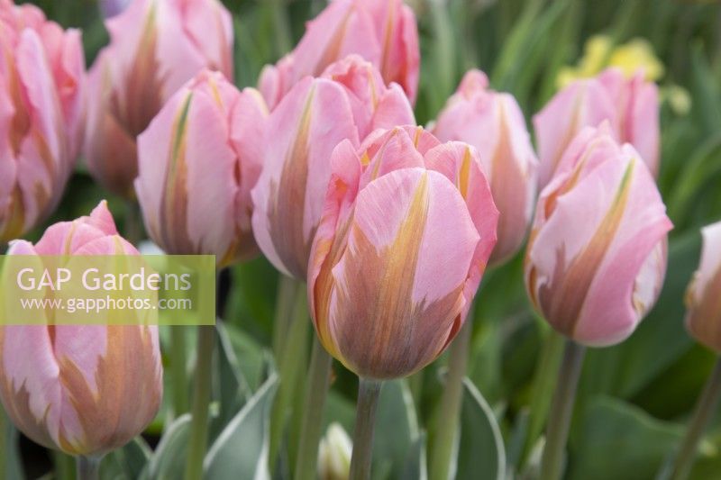 Tulipa 'Pretty Princess' - triumph tulip