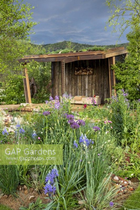 A wildlife garden using reclaimed materials, shelter with living roof and wooden bench, mixed perennial planting in the gravel borders of Camassia leichtlinii, Papaver dubium 'Albiflorum', Alliums and Hesperis matronalis - Malvern Spring Festival Wilder Spaces garden for Wildlife Trusts