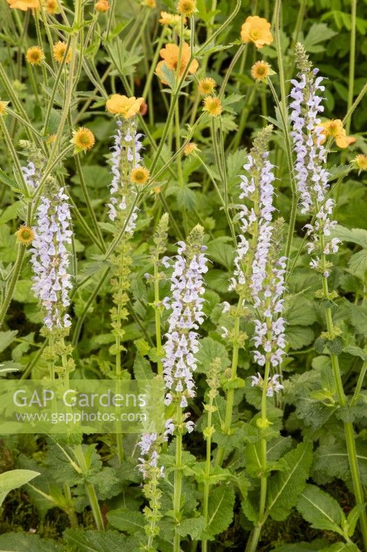 Salvia sylvestris 'Crystal Blue' growing in a border with Geum 'Totally Tangerine'