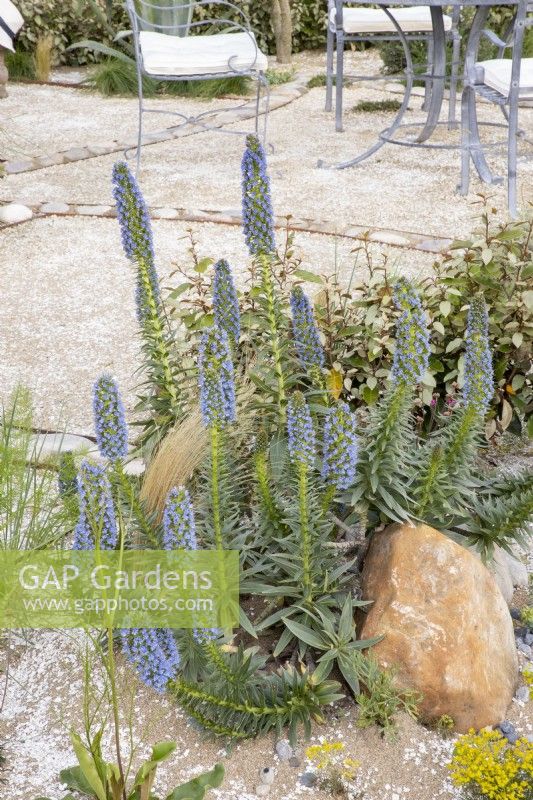 Echium candicans 'Pride of Madeira' growing in a shell and gravel bed on a patio area - RHS Malvern Spring Festival - The Home away Garden designed by Emily Crowley-Wroe