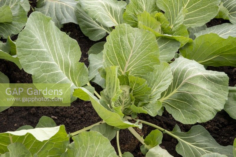 Brassica 'Cabbice' F1 - Cabbage 