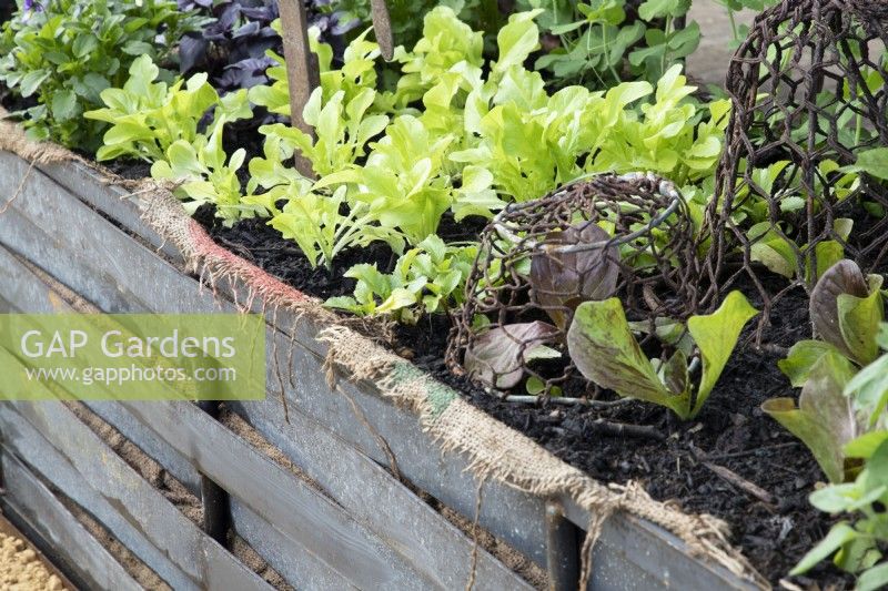 Different varieties of lettuce Lactuca growing in a raised bed container with a rusty wire basket used for protection