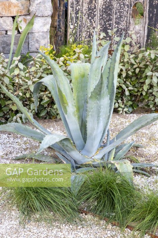 Agave americana in a gravel and crushed shell garden with Festuca marei syn. Festuca mairei