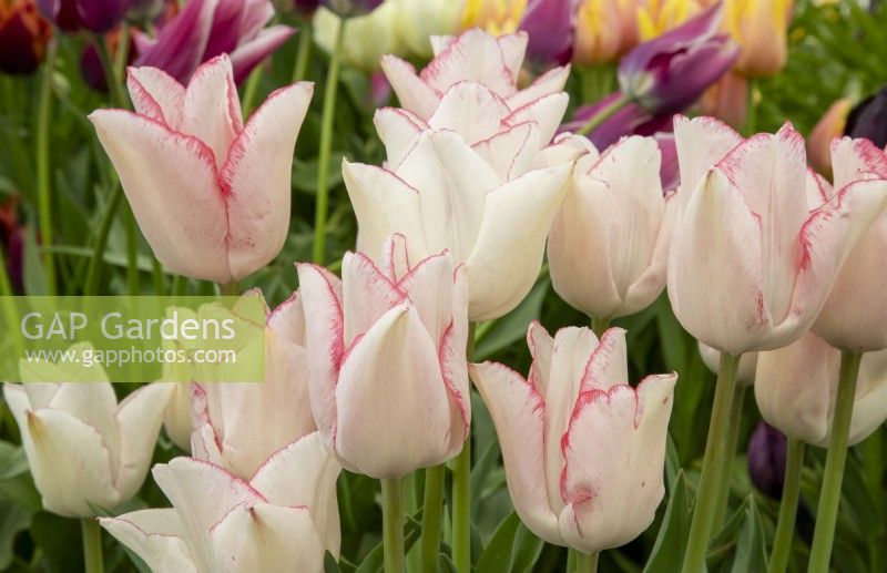 Tulipa 'Beauty Trend' - triumph tulip