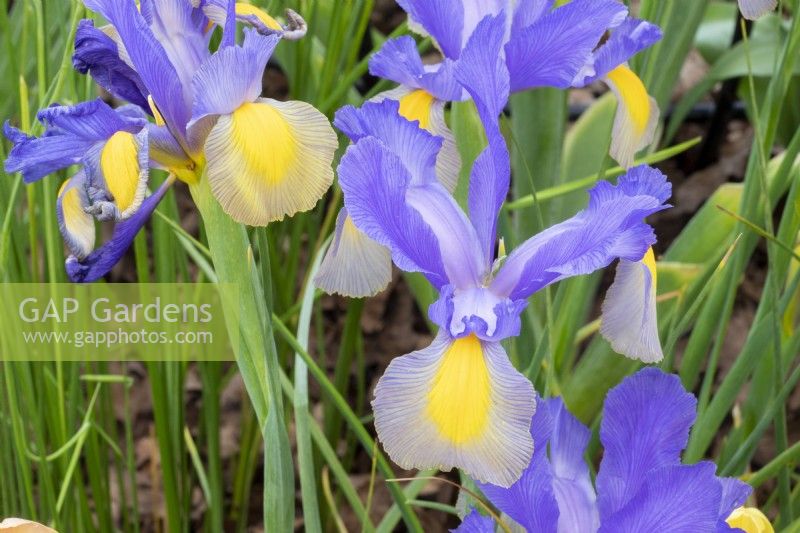 Iris x hollandica 'Mystic Beauty'