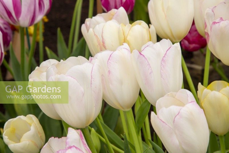 Tulipa 'Graceland' - tulip