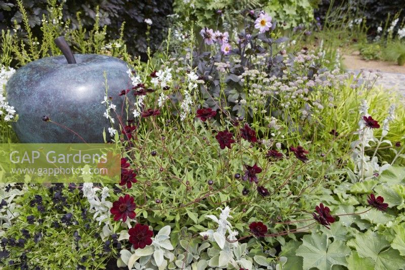 The Traditional Townhouse Garden. Designer: Lucy Taylor. Gaura lindheimeri 'Snowbird' with Dahlia 'Bishop of Dover' and Astrantia major 'Florence' by large 'Apple' sculpture. Summer.