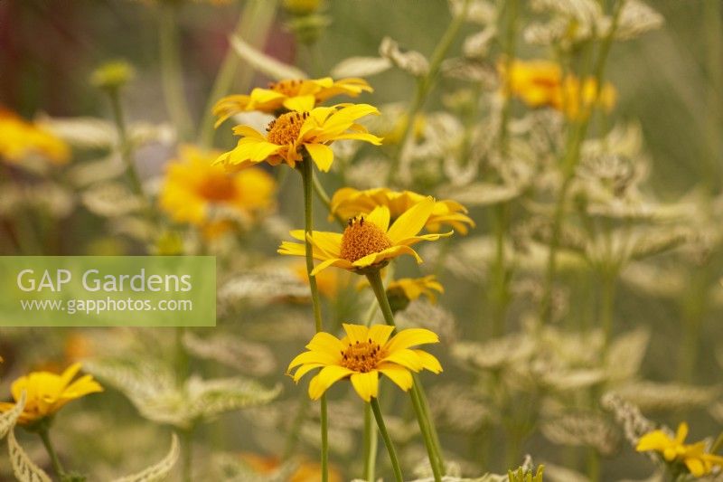 Heliopsis 'Loraine Sunshine'. Summer.