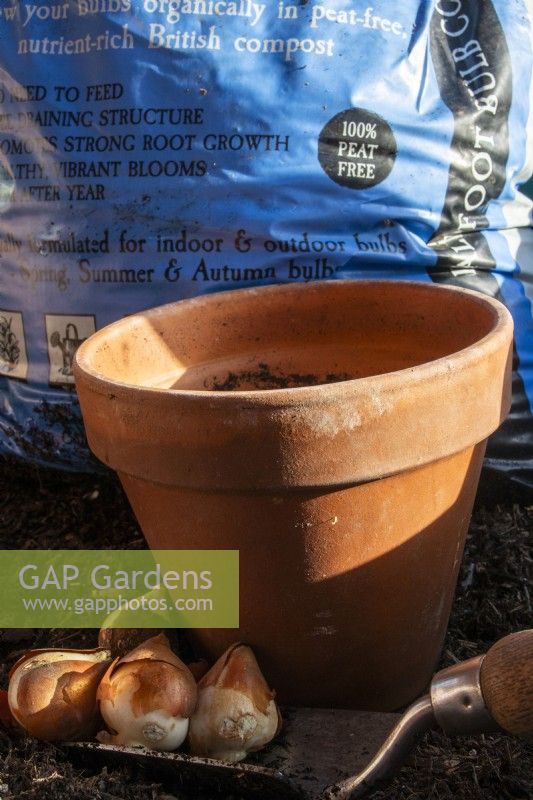 Tulip bulbs on a trowel with compost and terracotta pot.