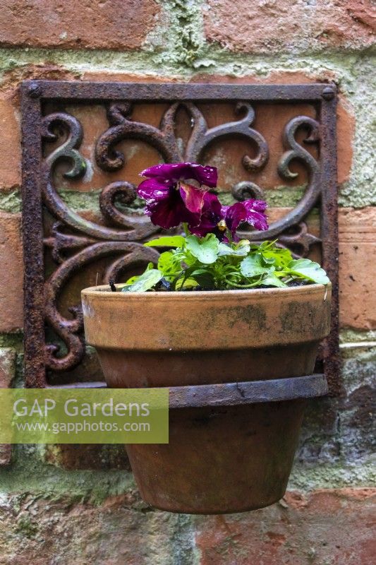 A decorative metal frame holds a terracotta pot planted with purple pansy on an old brick wall.