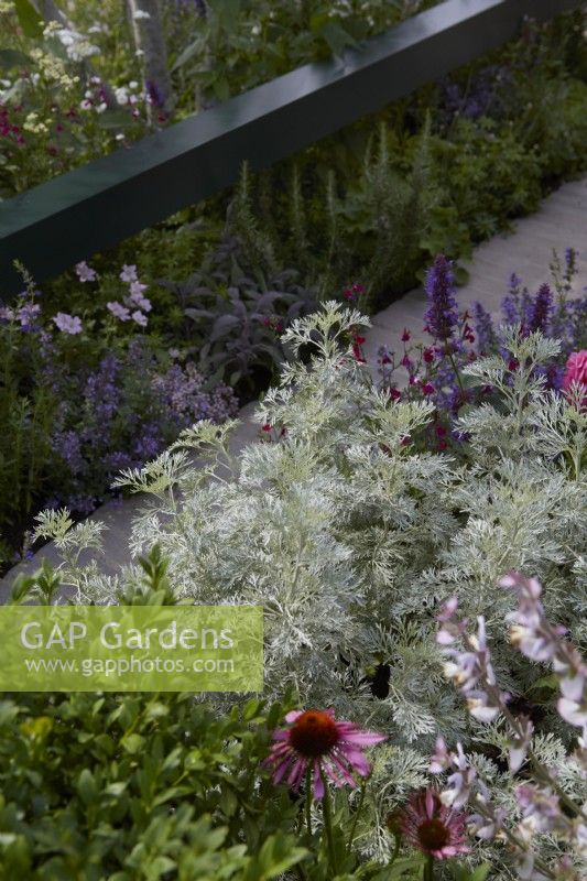 Landform Mental Wealth Garden. Designer: Nicola Hale. Metal 'rail' feature surrounding border. Plants include Artemisia 'Powis Castle' and salvias. Summer.