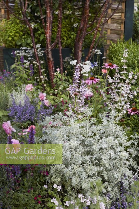 Landform Mental Wealth Garden. Designer: Nicola Hale. Plants include Artemisia 'Powis Castle', echinacea and salvias. Summer.