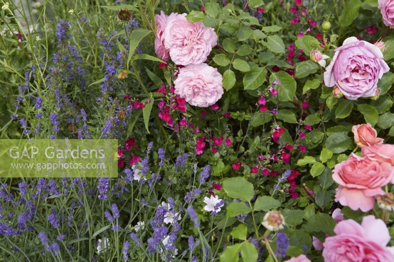 Rosa 'Princess Alexandra of Kent' and Salvia greggii 'Cherry Lips' with Lavandula angustifolia 'Hidcote' in summer border.