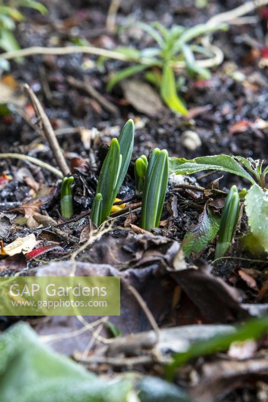 Emerging shoots of Galanthus in a border.