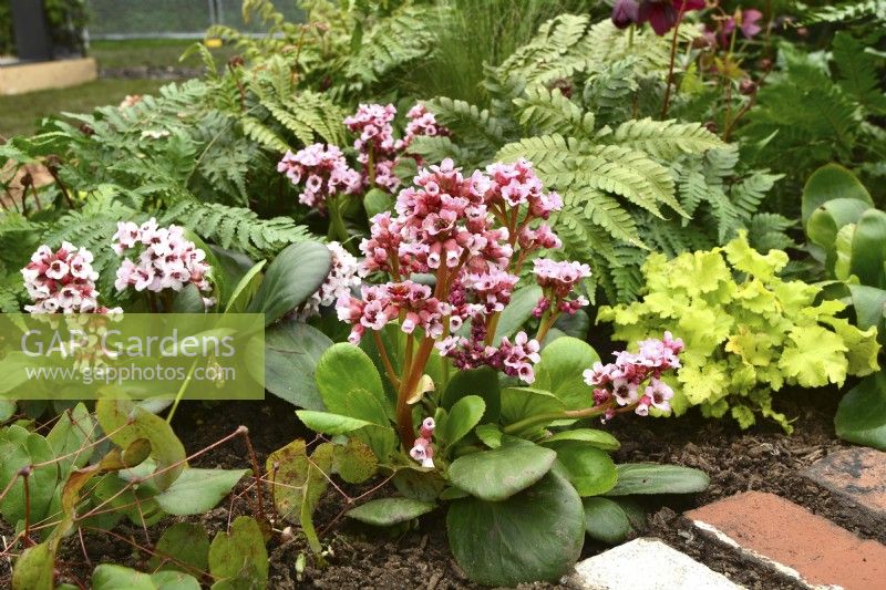 Early spring border in spring garden with Bergenia cordifolia Bach, Crytomium fortunei, Heuchera Lime Marmalade. April 













