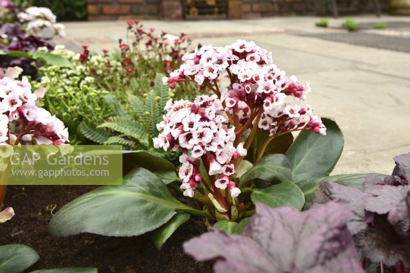 Cluster of pale-pink flowers of Bergenia Cordifolia Bach. April