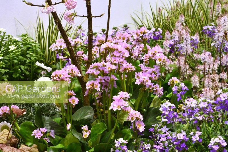 Bergenia cordifolia Rosenkristal, large clusters of pink flowers during early spring and glossy evergreen foliage in border among Erysimum linifolium and Tiarella. 

