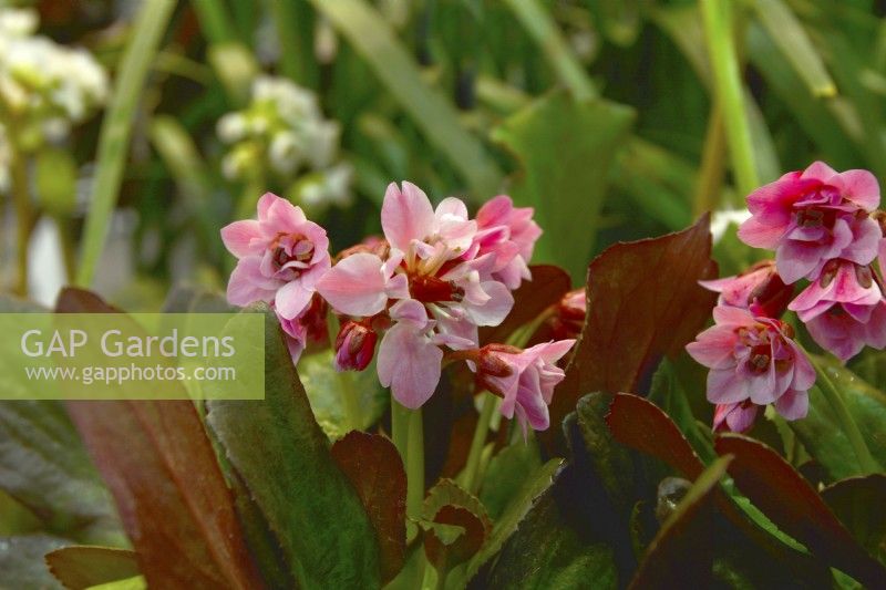 Bergenia cordifolia Flirt, a miniature variety with pink flowers and thick, shiny dark green leaves. February