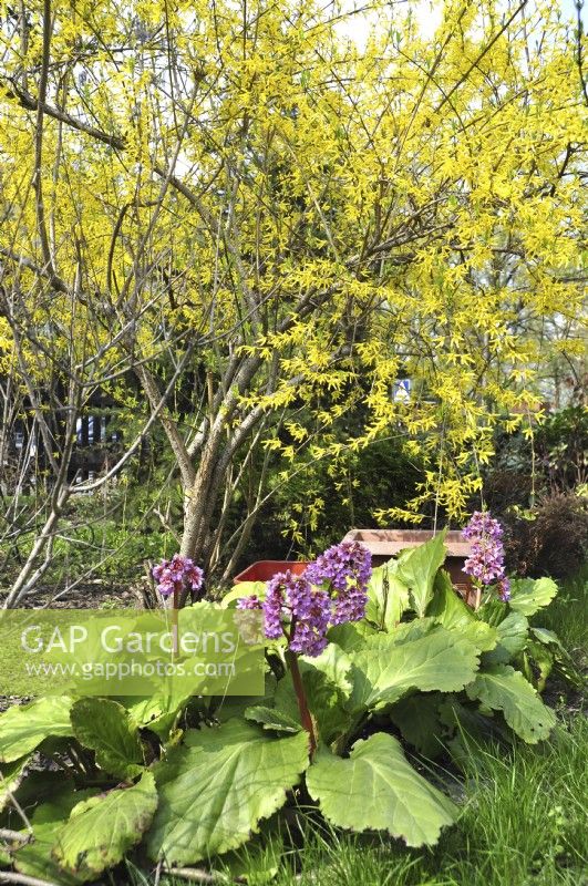 Large leaves and pink flowers of Bergenia under Forsythia in garden. April