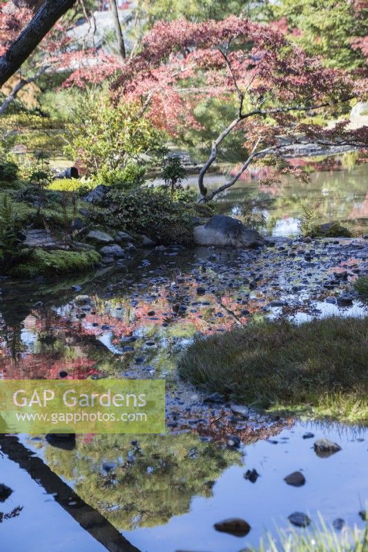 Pond in garden with surrounding trees with autumn colour reflected in the water. 