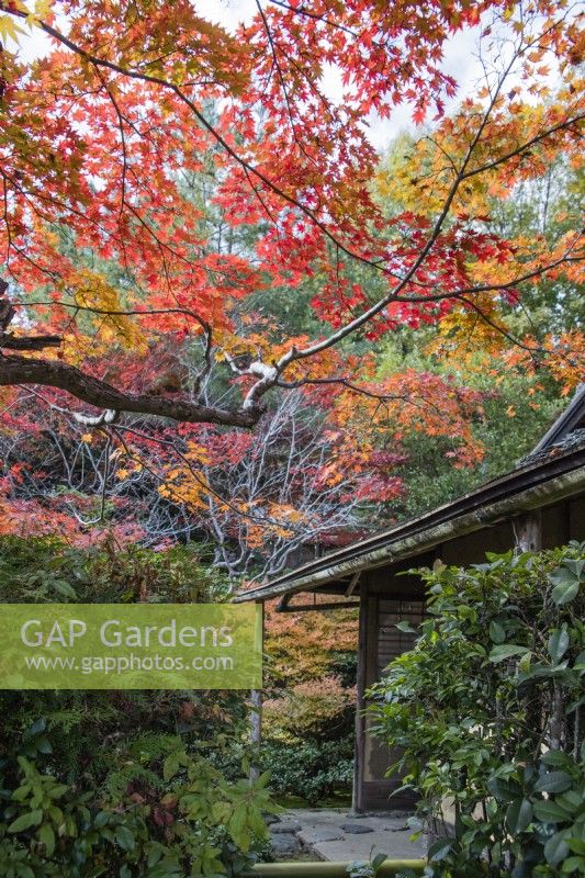 Tea house building with Acers in Autumn colour. 