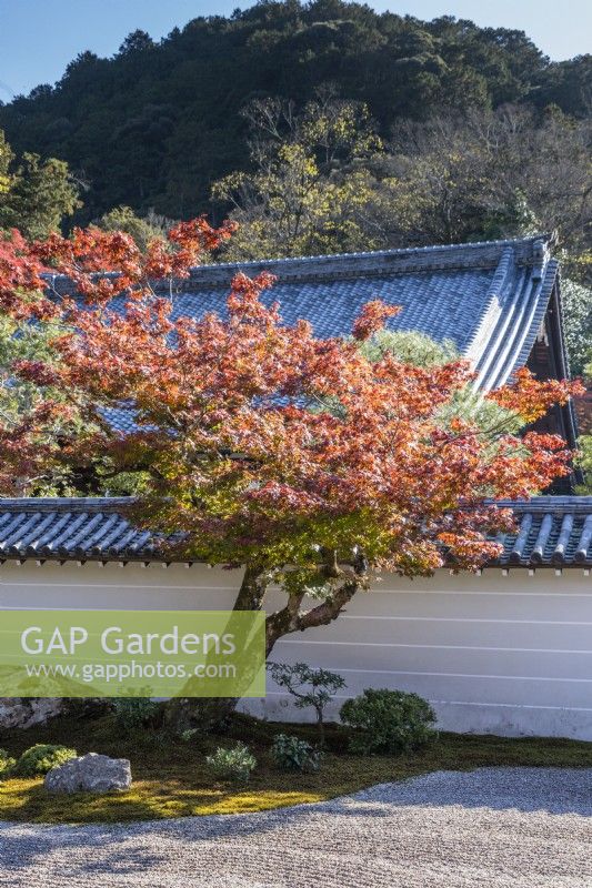 Detail of main Zen garden. Acer palmatum with Autumn colour growing from moss island with placed stones. View to hills outside the garden. 