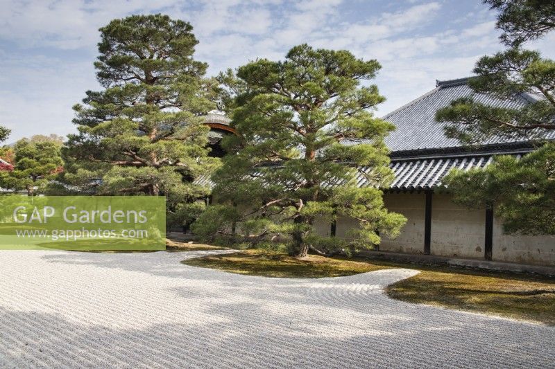 The raked gravel area, known as Karesansui by the temple with topiary Pine Trees growing  in moss 