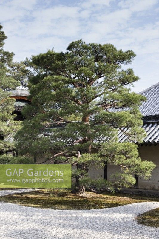The raked gravel area, known as Karesansui by the temple with topiary Pine Tree growing  in moss 