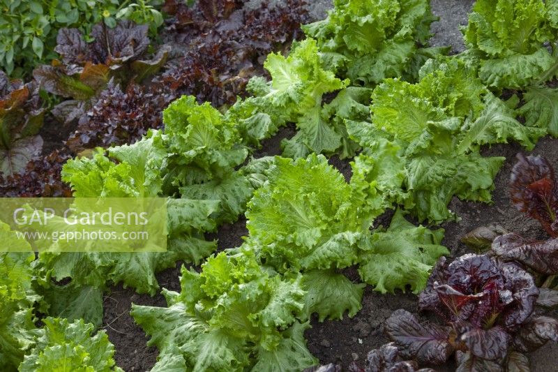Rows of lettuces in the vegetable garden in the 'Made in Birmingham' garden at BBC Gardener's World Live 2018, June