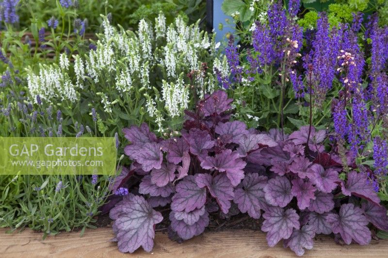 Purple and white mixed planting in 'Bee Inspired' - Beautiful Borders at BBC Gardener's World Live 2018, June
