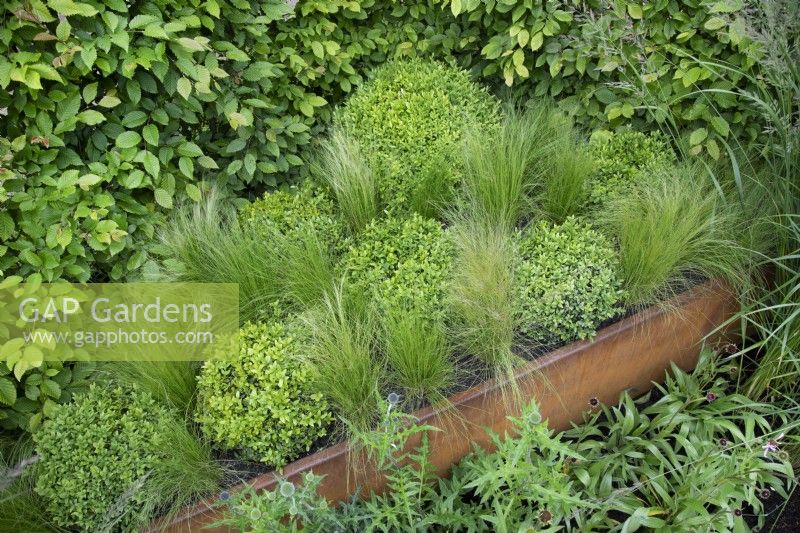 Box balls and Stipa in 'High Line' garden at BBC Gardeners World Live 2019, June