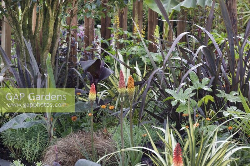 A perennial border with Kniphofia and bold foliage plants such as purple Phormium in 'Harborne Botanics garden', BBC Gardeners World Live 2019, June