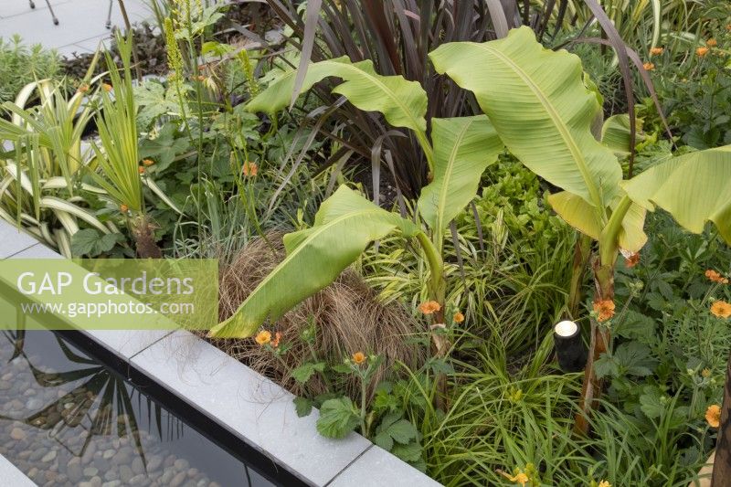 Bed with bold foliage of banana, phormium and ornamental grasses, next to water rill in 'Harborne Botanics garden', BBC Gardeners World Live 2019, June 