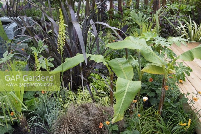 Bold foliage planting of banana and phormium with yellow flowers of eremurus in 'Harborne Botanics garden', BBC Gardeners World Live 2019, June 