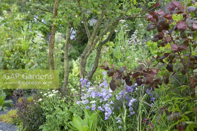 Mixed planting in the IQ Quarry Garden - RHS Chatsworth Flower Show 2017, June
