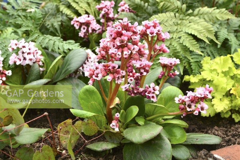 Early spring border in spring garden with Bergenia cordifolia Bach, Blechnum spicant, April 












