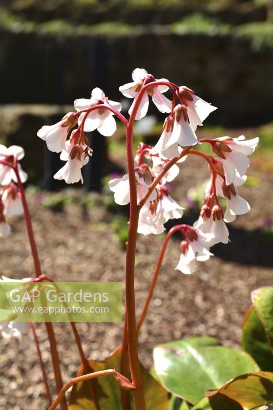 The white, bell-shaped blooms of Bergenia emeiensis. March
